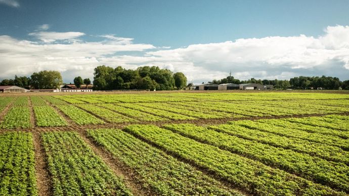 Plateforme d’essais de plantes multiservices (ici chez Saaten-Union), avec moutarde blanche ou brune, avoine rude, radis…